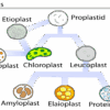 plastid leucoplast chromoplast chloroplast hindi.png