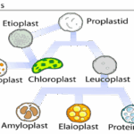 plastid leucoplast chromoplast chloroplast hindi.png