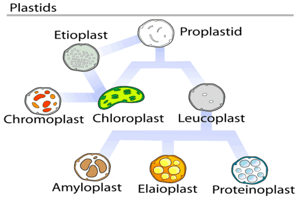 plastid leucoplast chromoplast chloroplast hindi.png
