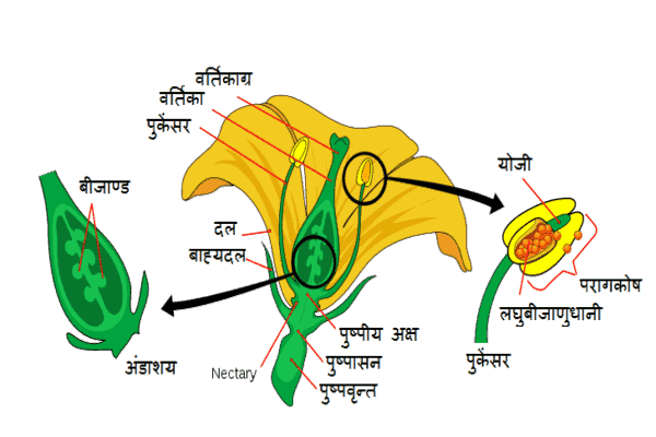 पुष्पीय पादपो में जनन sexual reproduction in flowering plants hindi