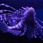 महावर्ग पिसीज, Superclass Pisces, मछलियों का समूह, मछलियों के प्रकार, Fish Index