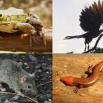चतुष्पादी, महावर्ग टेट्रापोडा, Superclass Tetrapoda, What does tetrapoda means, tetrapod meaning in hindi