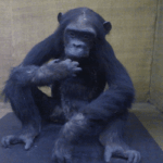 गेस्टाल्टवाद या अंतर्दृष्टि का सिद्धांत theory of gestalt or insight theory hindi