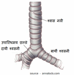 human respiratory system in hindi 1 श्वसन तंत्र