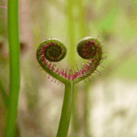 Plants Botanical Name in hindi