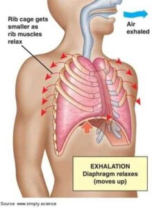 human respiratory system in hindi 1 श्वसन तंत्र