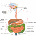 भोजन के पाचन की क्रियाविधि मानव पाचन तंत्र (Human Digestive System in hindi)