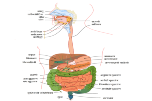 मानव पाचन तंत्र (Human Digestive System in hindi)