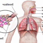 human respiratory system in hindi 1 श्वसन तंत्र