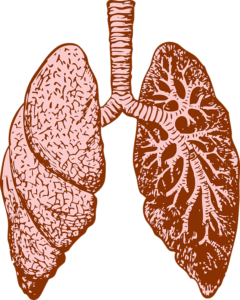 human respiratory system in hindi श्वसन तंत्र