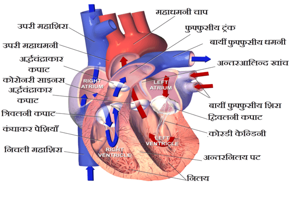 रक्त परिसंचरण तन्त्र Blood circulatory system of Human main