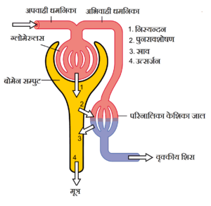 excretory system of human in hindi मानव का उत्सर्जन तंत्र