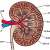 excretory system of human in hindi 2 मानव का उत्सर्जन तंत्र