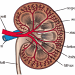 excretory system of human in hindi 2 मानव का उत्सर्जन तंत्र