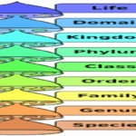 Taxonomy definitions and introductions