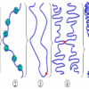 chromosome and chromatin in hindi गुणसूत्र की संरचना, आकृति, रासायनिक संगठन  एवं प्रकार
