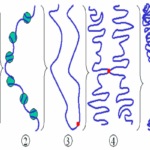 chromosome and chromatin in hindi गुणसूत्र की संरचना, आकृति, रासायनिक संगठन  एवं प्रकार