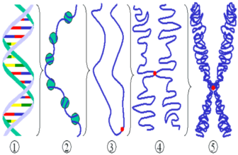 chromosome and chromatin in hindi गुणसूत्र की संरचना, आकृति, रासायनिक संगठन  एवं प्रकार