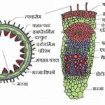 एकबीजपत्री एवं द्विबीजपत्री तने की आंतरिक संरचना (Anatomy of Monocot and Dicot Stem)