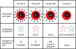 मानव का A, B, AB तथा O रक्त समूह