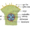 द्विबीजपत्री तथा एकबीजपत्री जड़ की आंतरिक संरचना (Internal Structure of Dicot and Monocot Root Hindi)