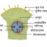 द्विबीजपत्री तथा एकबीजपत्री जड़ की आंतरिक संरचना (Internal Structure of Dicot and Monocot Root Hindi)
