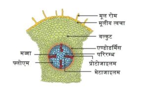 द्विबीजपत्री तथा एकबीजपत्री जड़ की आंतरिक संरचना (Internal Structure of Dicot and Monocot Root Hindi)