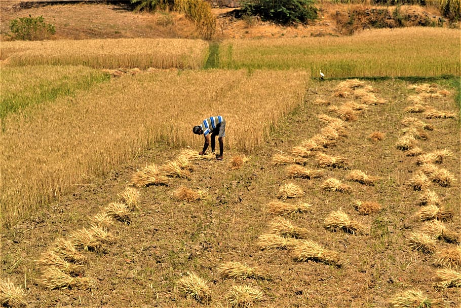 राजस्थान में कृषि Agriculture in Rajasthan in Hindi