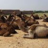 राजस्थान में पशु सम्पदाएँ (Animal Estate in Rajasthan Hindi)