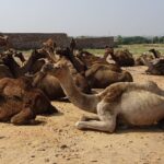 राजस्थान में पशु सम्पदाएँ (Animal Estate in Rajasthan Hindi)
