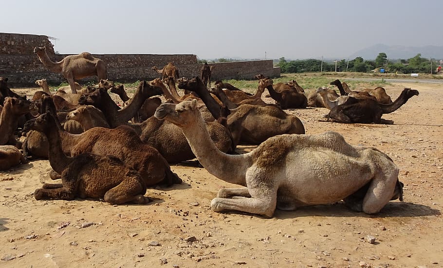 राजस्थान में पशु सम्पदाएँ (Animal Estate in Rajasthan Hindi)