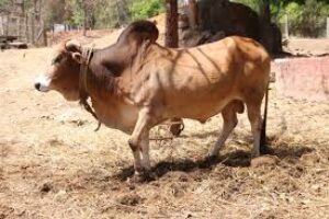 राजस्थान में पशु सम्पदाएँ (Animal Estate in Rajasthan Hindi)