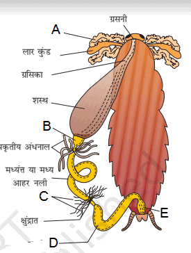 cockroach mcq hindi