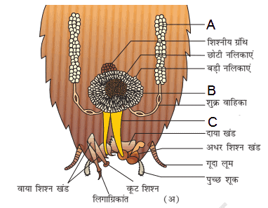 cockroach mcq hindi