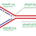 DNA Replication in hindi