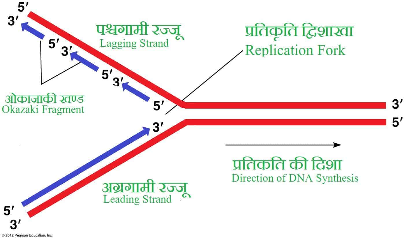 DNA Replication in hindi