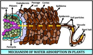 पादपों में जल का अवशोषण (Water Absorption In Plants)