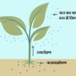 वाष्पोत्सर्जन (Transpiration in Hindi)