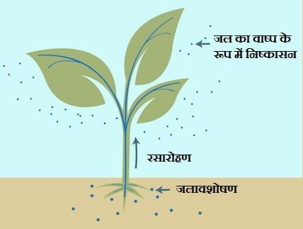 वाष्पोत्सर्जन (Transpiration in Hindi)