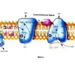 Respiration in plants in Hindi, Respiration in Hindi, श्वसन  Glycolysis in Hindi, EMP pathway, Kerbs cycle in Hindi, TCA cycle, citric acid cycle in hindi, ETS in Hindi,