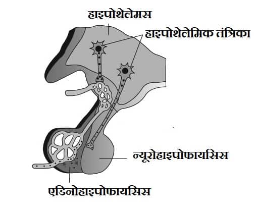 Hypothalamus in Hindi, हाइपोथेलेमस ग्रंथि से स्रावित हार्मोन, हाइपोथैलेमस कहां स्थित होता है इसके तीन कार्य बताइए, हाइपोथैलेमस कहा पाया जाता है , हाइपोथैलेमस in English