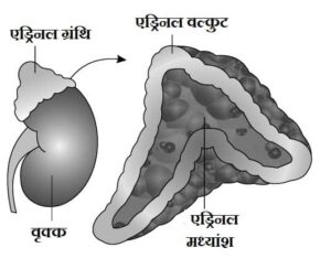 Adrenal gland in Hindi, एड्रीनल ग्रन्थि, अधिवृक्क ग्रंथि, Adrenal gland hormone in Hindi