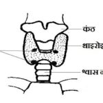Parathyroid gland in Hindi Functions of Parathormone in Hindi, Parathyroid tetany in Hindi, 