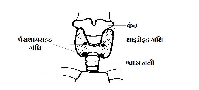 Parathyroid gland in Hindi Functions of Parathormone in Hindi, Parathyroid tetany in Hindi, 
