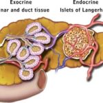 Pancreas in Hindi