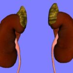 Adrenal gland in Hindi, एड्रीनल ग्रन्थि, अधिवृक्क ग्रंथि, Adrenal gland hormone in Hindi