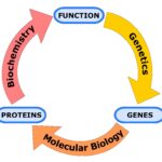 genetics in hindi, जेनेटिक्स नोट्स इन हिंदी, definition of heredity in hindi, आनुवंशिकता क्या है?, आनुवंशिकता की परिभाषा, mechanism of heredity in hindi, जेनेटिक्स क्या है? आनुवंशिकी, 