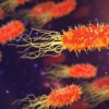 Archaebacteria in hindi