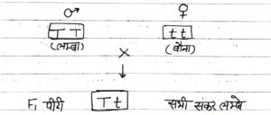 Monohybrid cross in Hindi