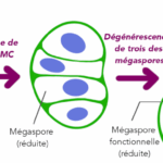 Megasporogenesis and Embryo sac